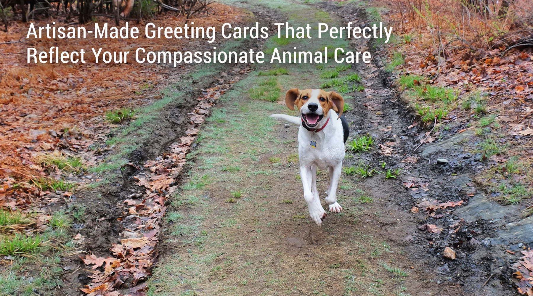 cards for animal condolence, sympathy, gratitude and holiday designs